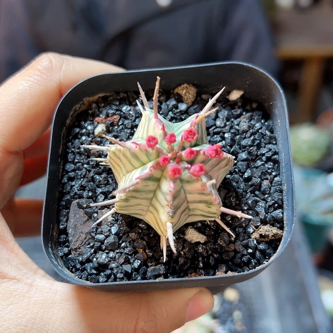 斑马锦实生带盆3.3公分