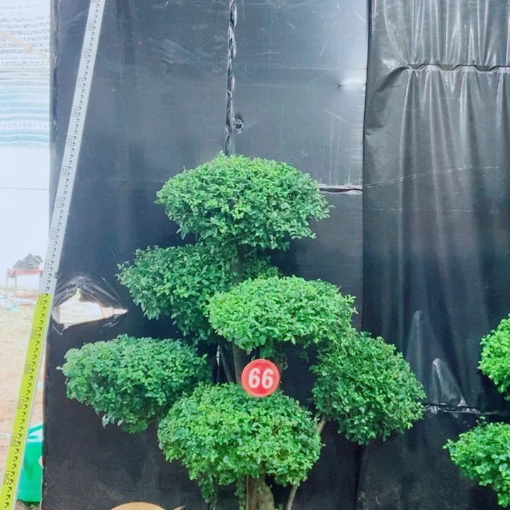 不开花植物一物一拍一个一个