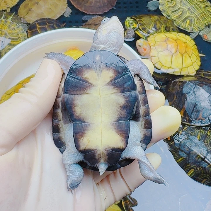 泉***咚绿毛龟母111111111111