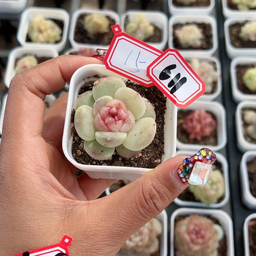 【闪购商品】小**尼611哈哈哈哈哈