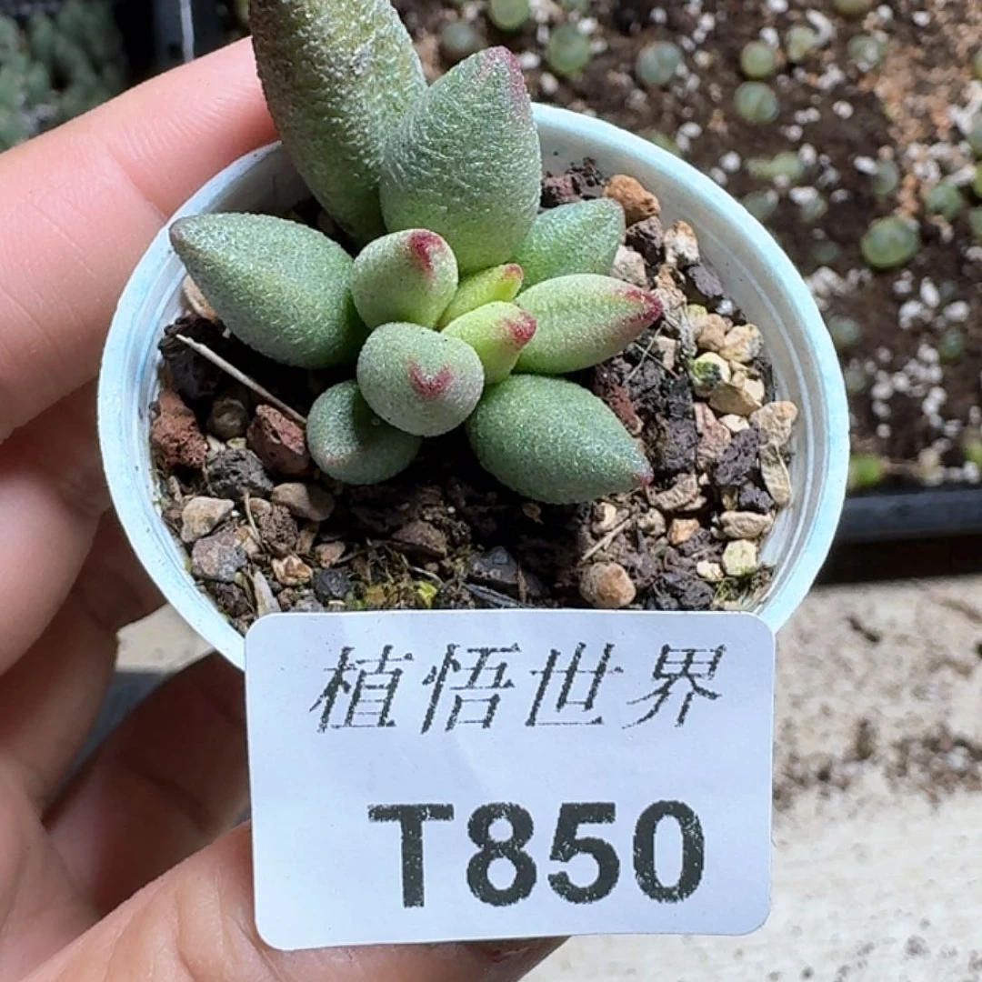 850号多肉植物哇c c