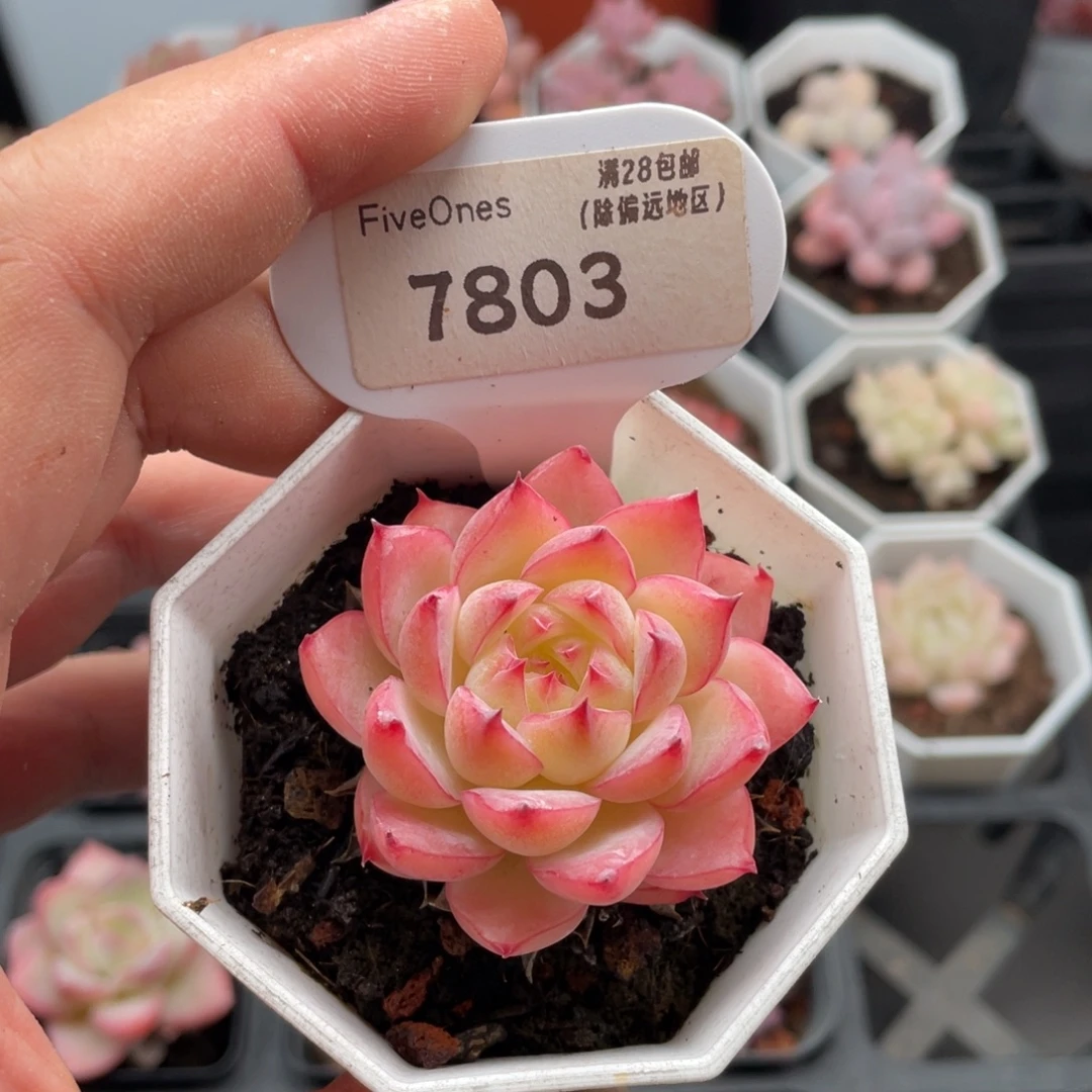 粉水晶7803-4.5厘米