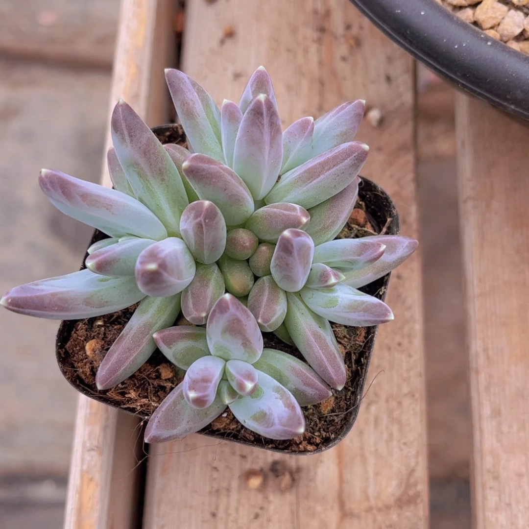 多肉植物的繁殖方式