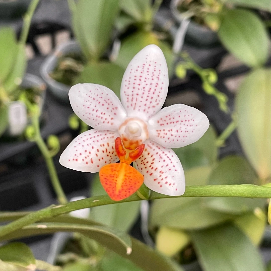 2.5寸 迷你马克-开花株 趣味兰 蝴蝶兰花