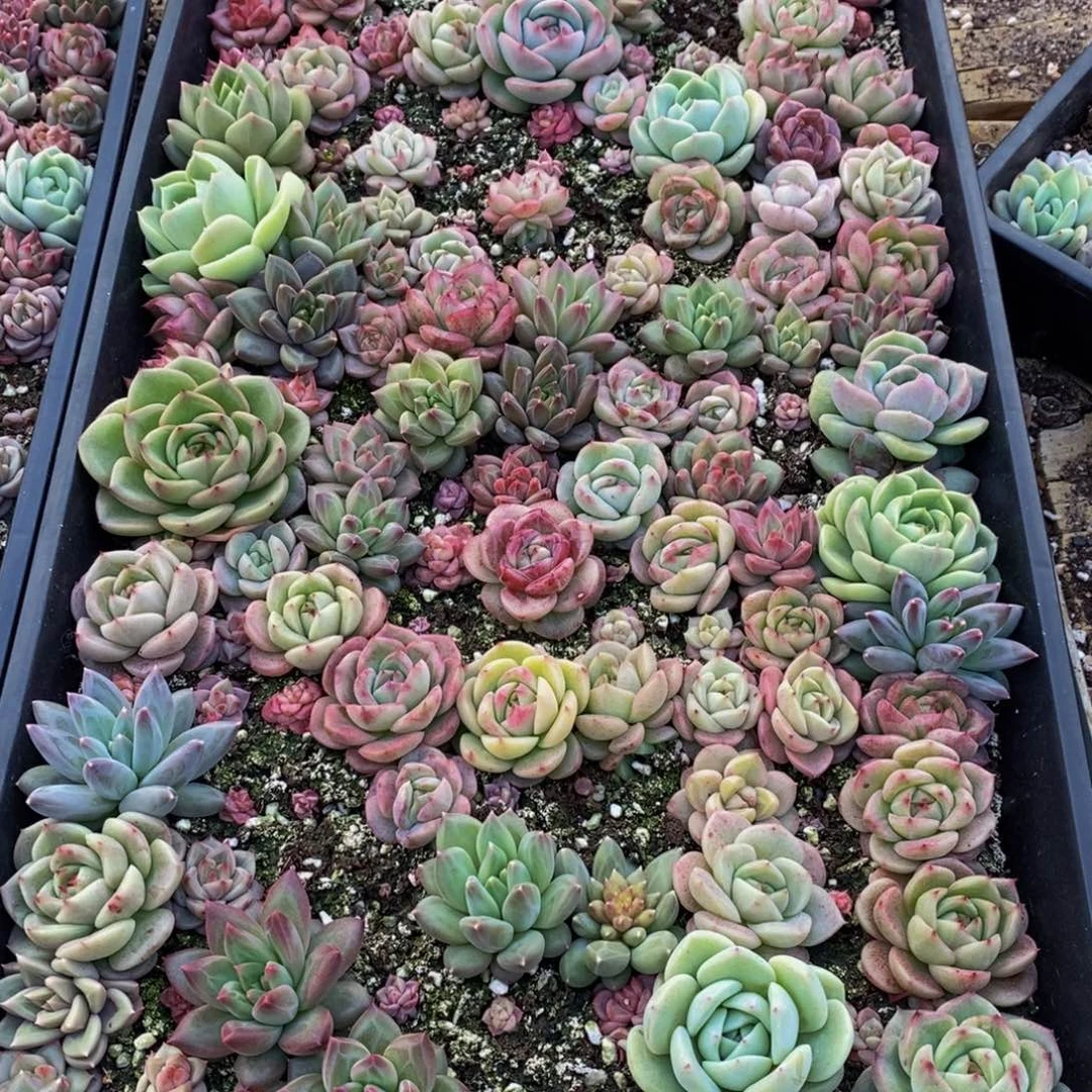 852分钟后用清水洗净切