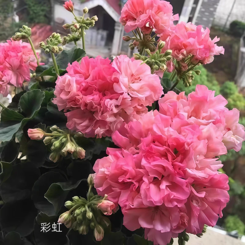 【彩虹】直立天竺葵带花苞发货多美丽花卉天竺葵花苗盆栽花卉植