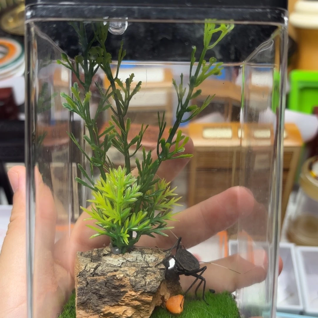 生态缸加上电报蛉40米上车