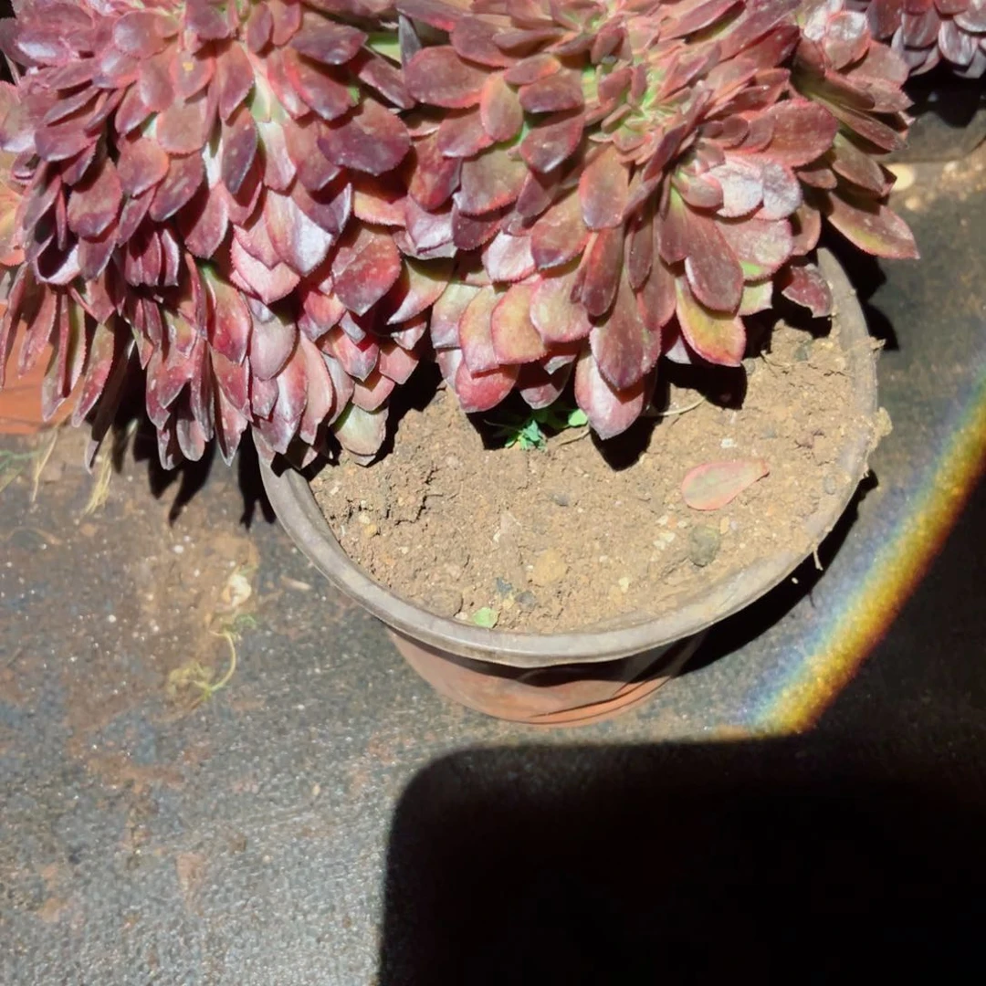 我1063 号多肉法师新年福利