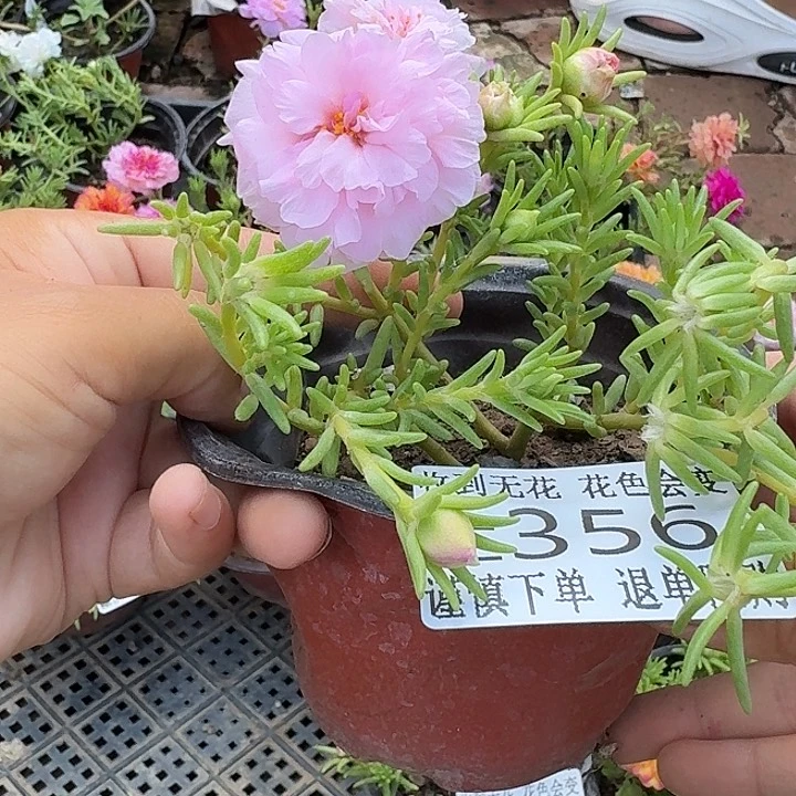 无花朵E356超小苗盆口10cm