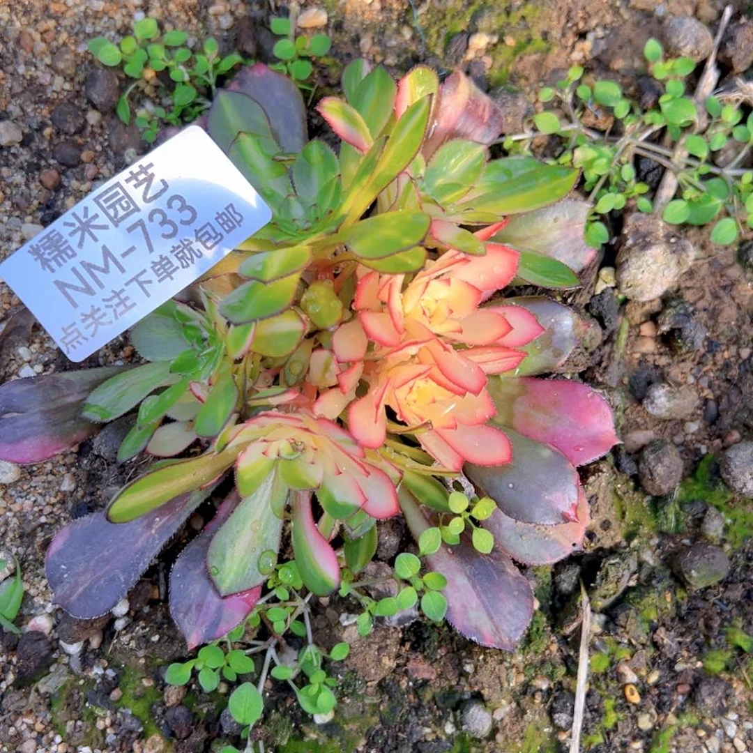 同七彩绣球多肉植物733