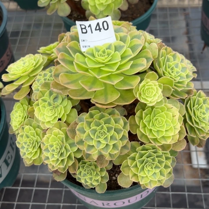 140雨荷22厘米左右