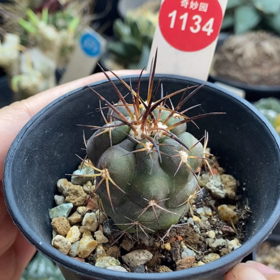 实生狂刺龙爪球舞龙玉3.1cm