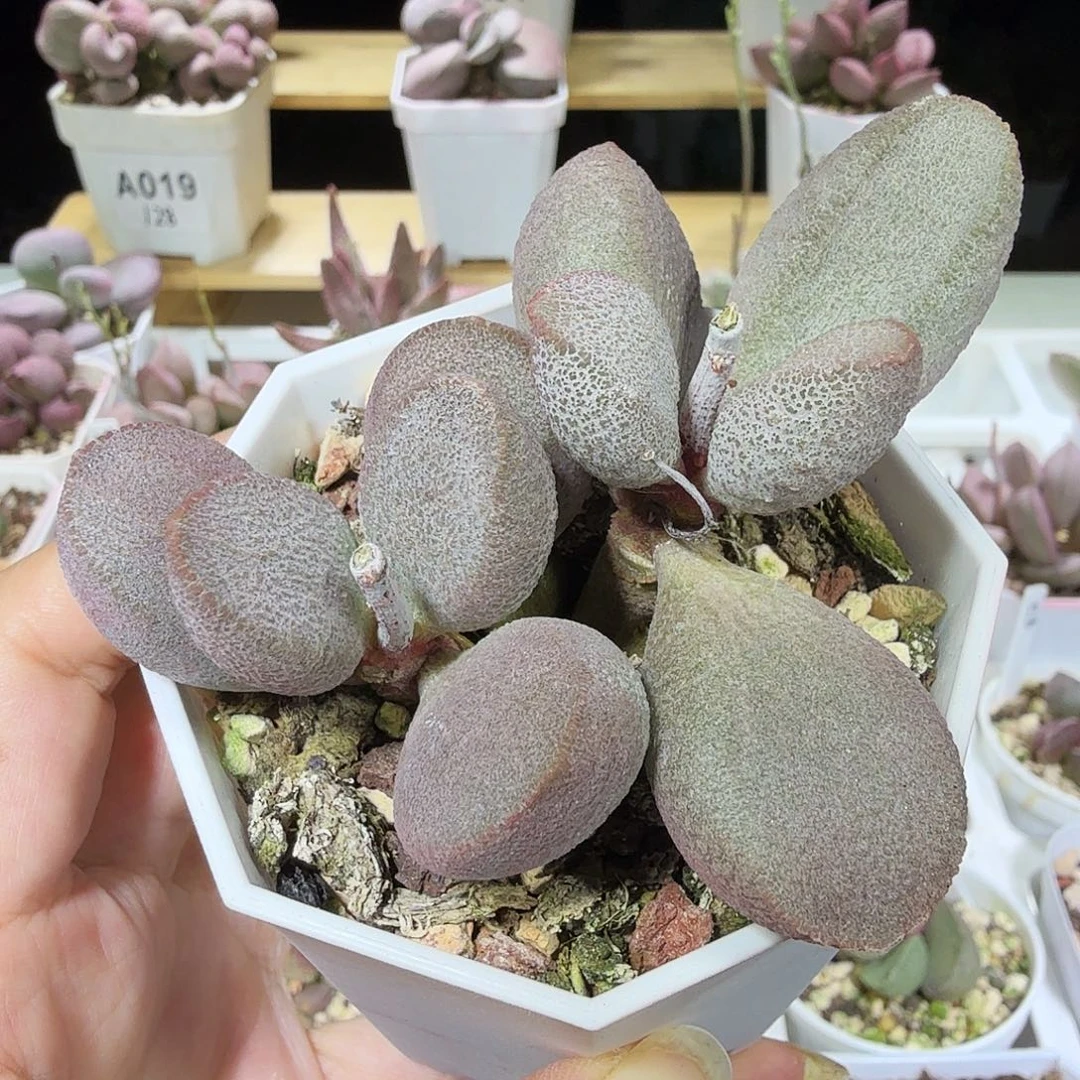 甜心水泡多肉植物