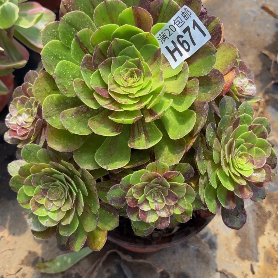 无花朵671多肉植物捧花的时候
