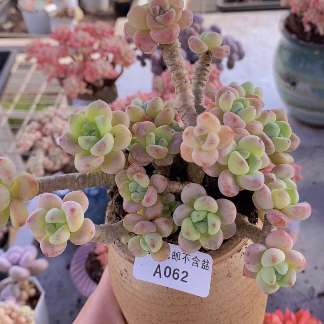 樱花罗琦老桩12cm062多肉植物