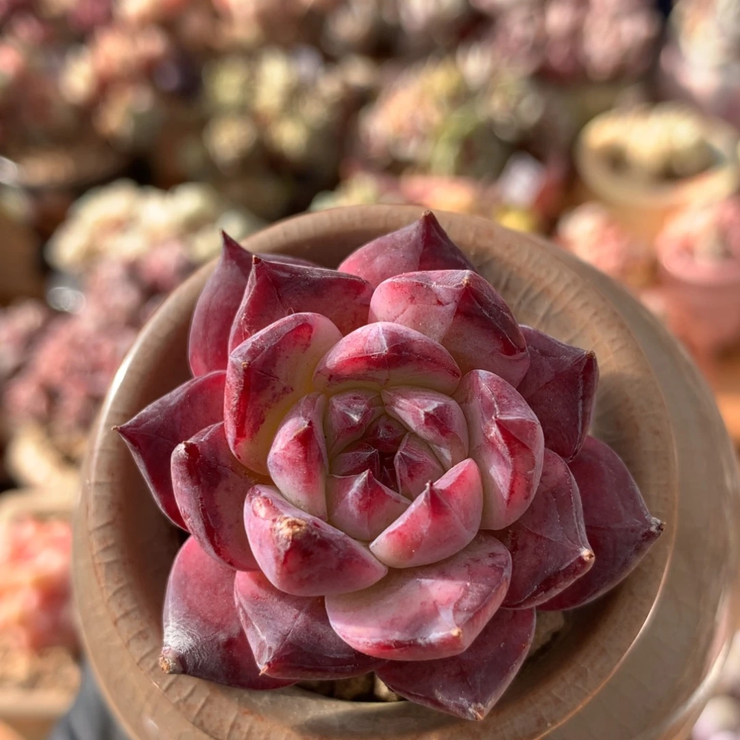 杂38包邮非偏远 125