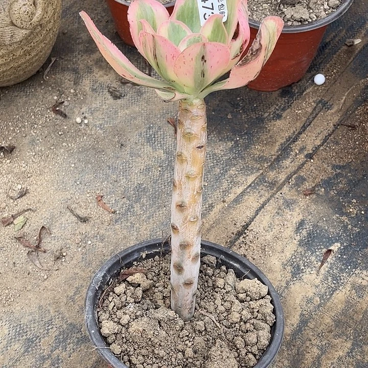 473艳资锦多肉植物福利