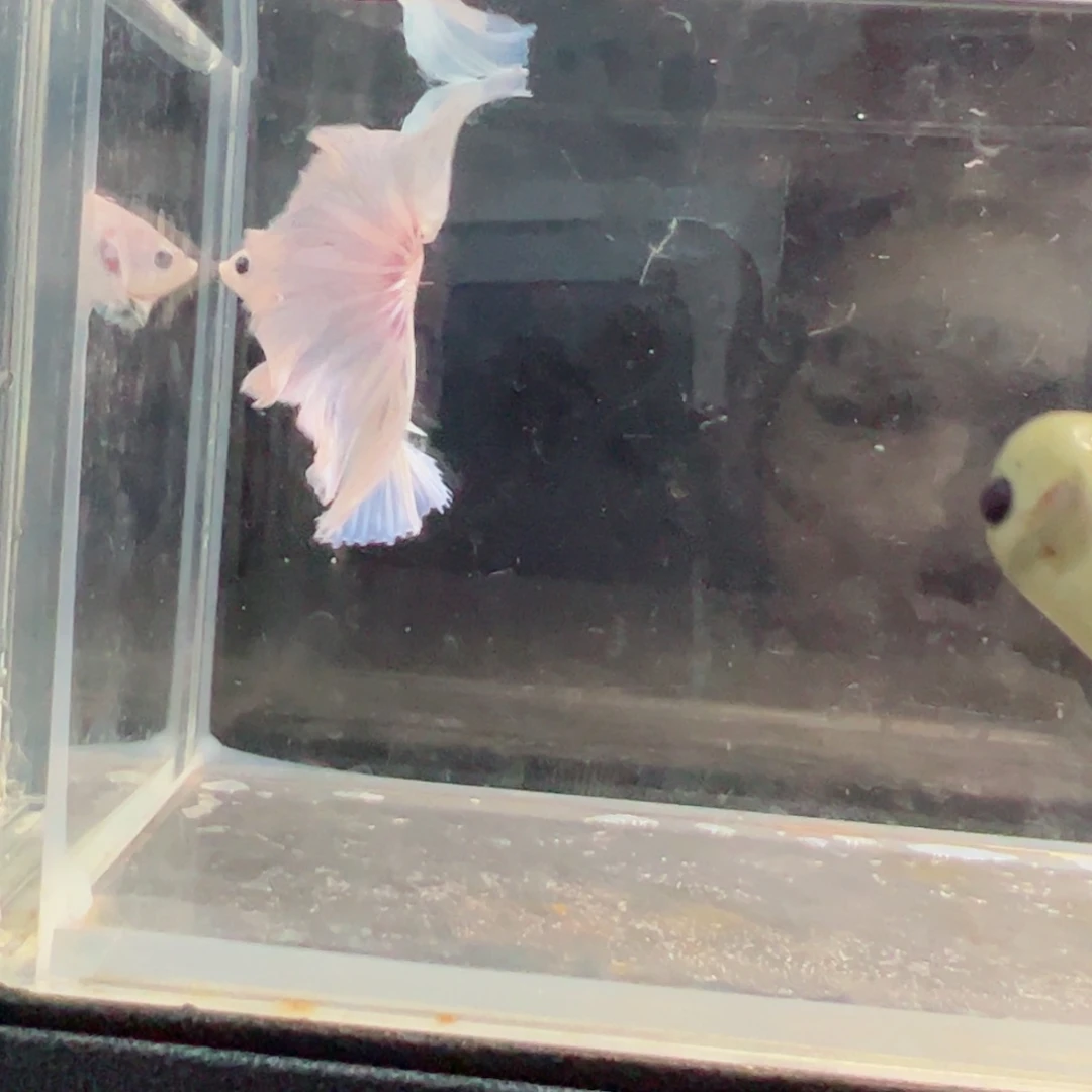 斗鱼浅色仙仙裙特殊尾