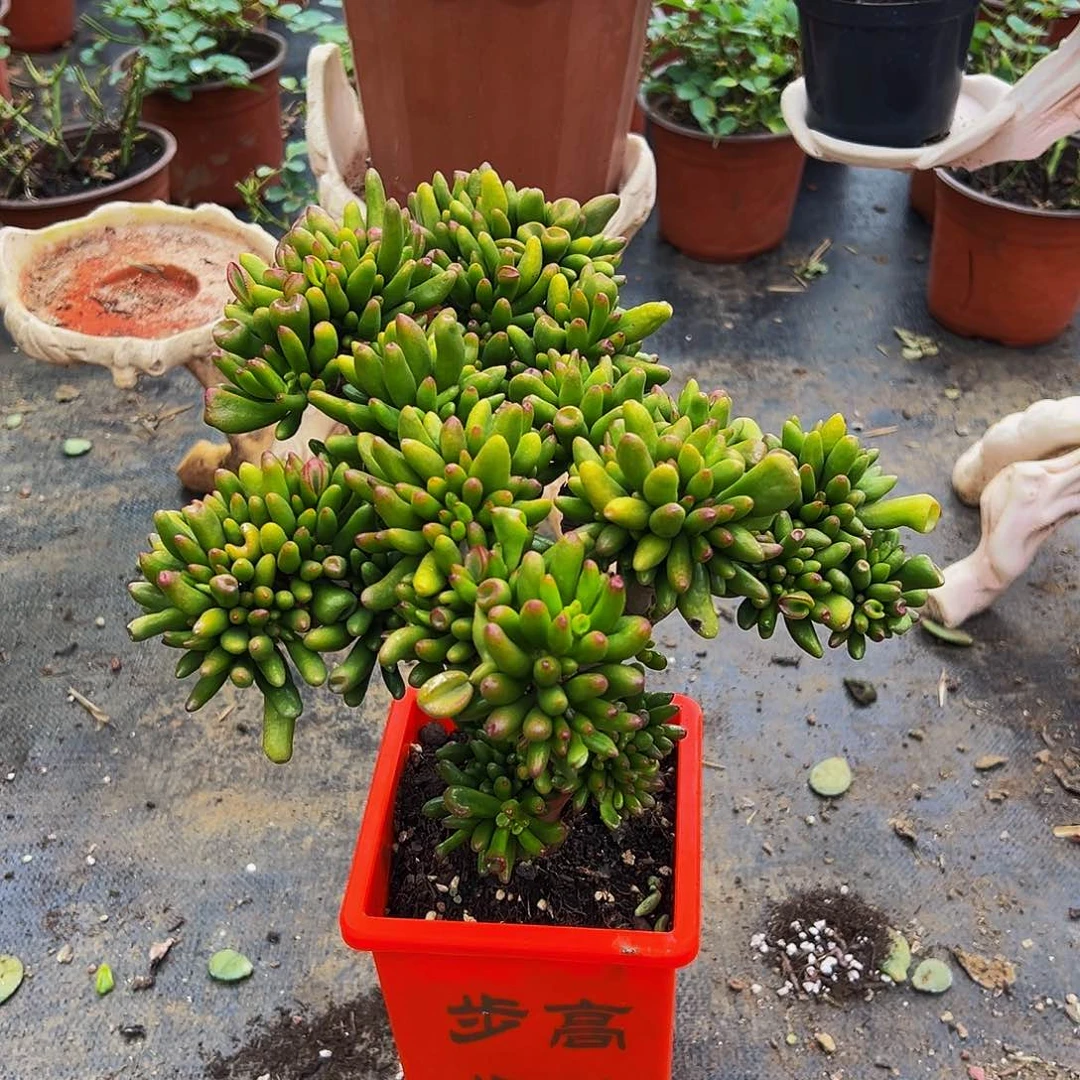 红色盆带盆带土发货西财树专拍