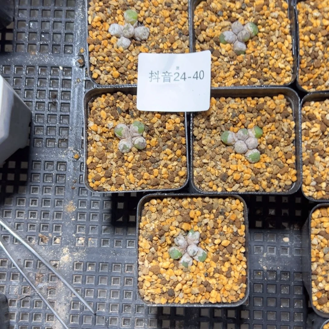 24-40量拍m822铜壶一盆