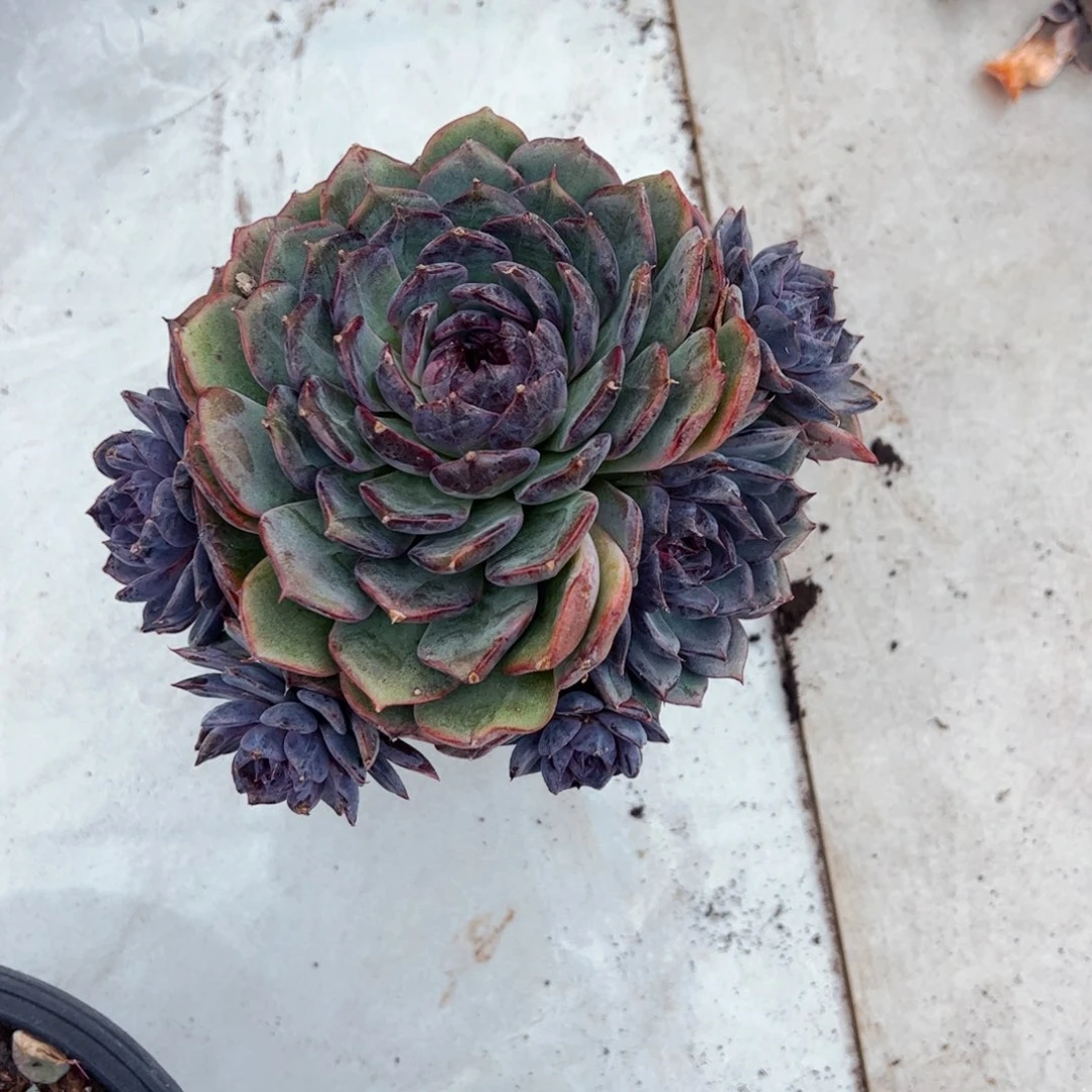 。***。多肉植物组合盆栽