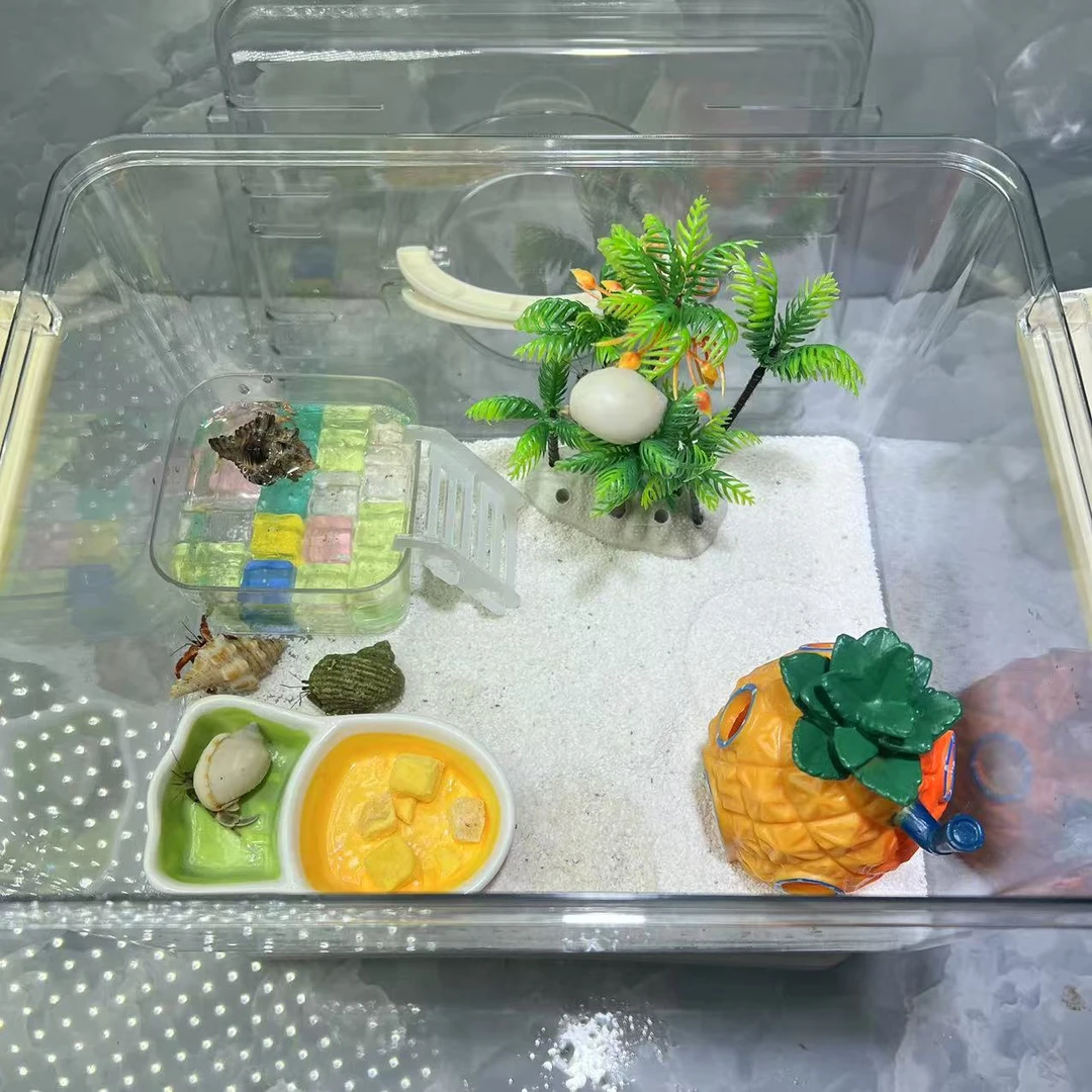 夏季暑期礼包寄居蟹饲养豪华套餐