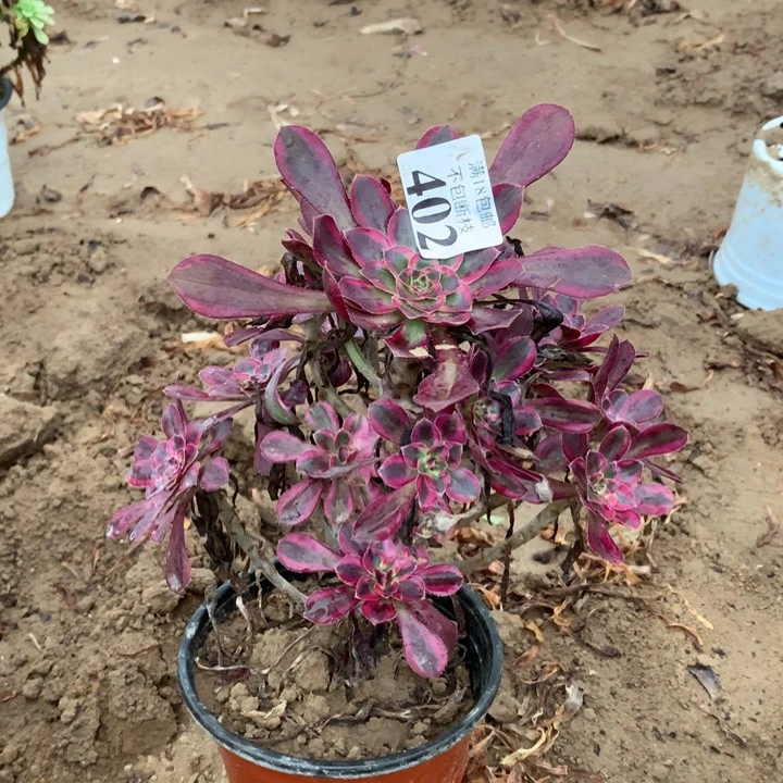 402丽娜手捧2号棚