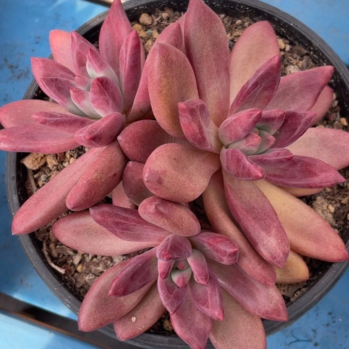 赫菲鱼，3头，无砍，福利