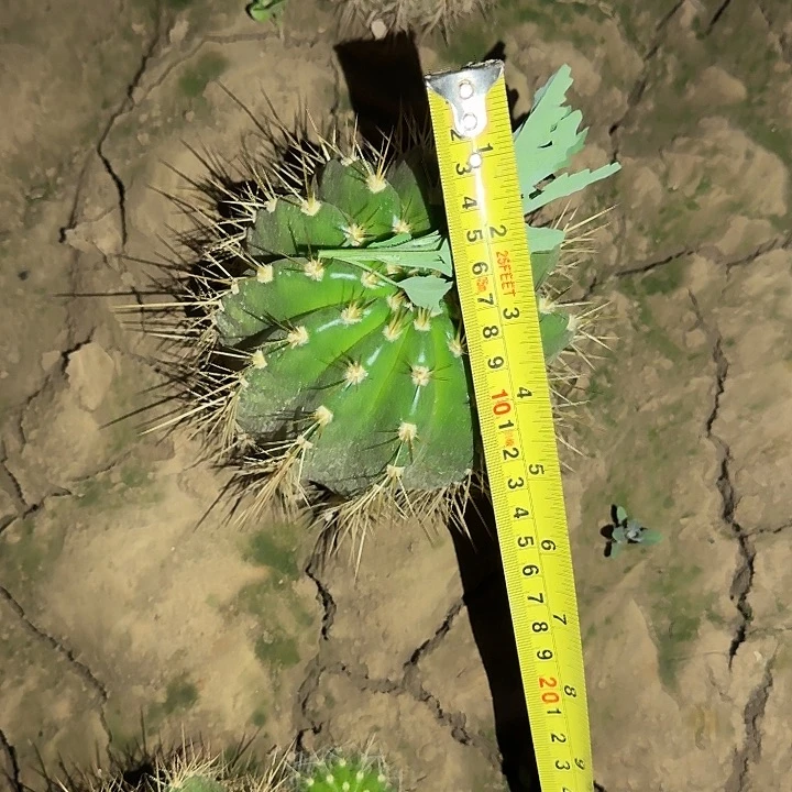 完全开放奥****兽实生毛花柱根冠服13公分