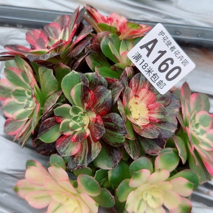 多肉法师伯爵朵朵