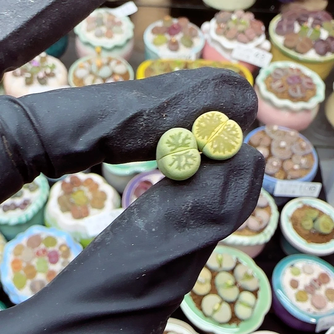 生石花满18包邮1114-114