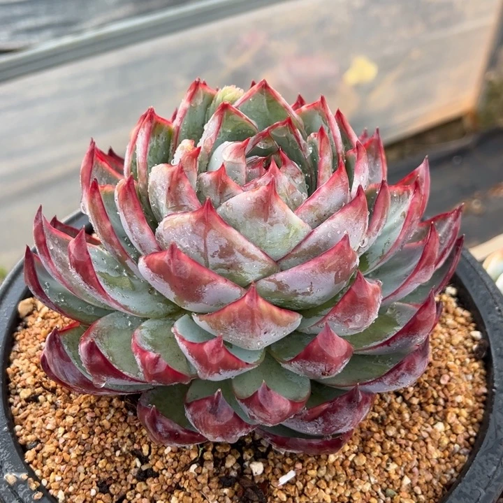 惊鸿仙子 夏鸣园艺