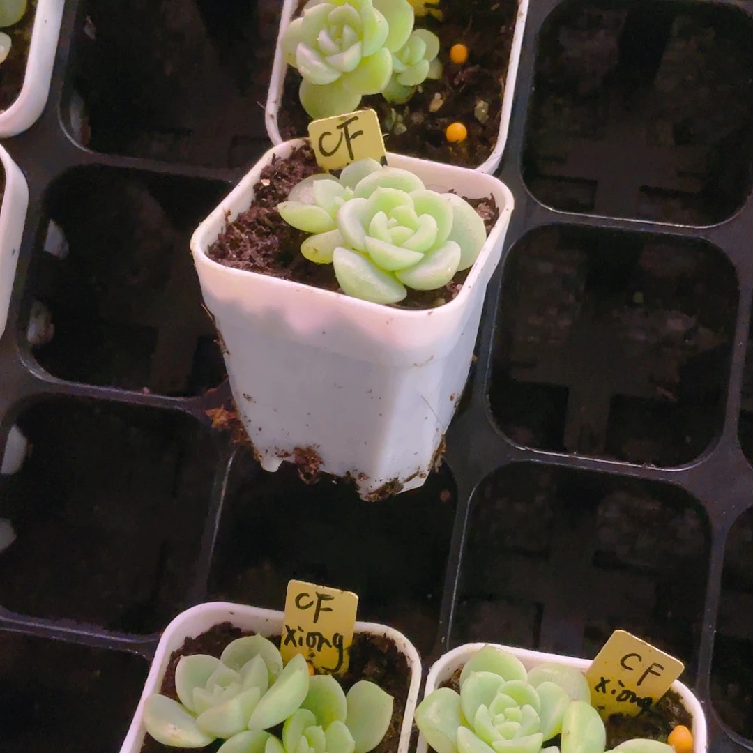 王****～暴富双头盆一个满25包邮