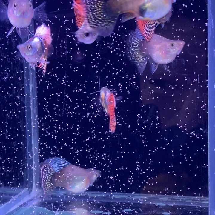 孔雀鱼龙球4对包邮