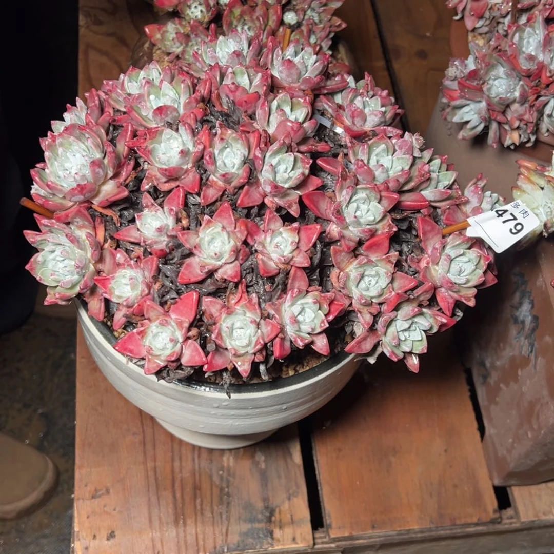 低***华479哈哈哈哈哈哈哈哈多肉