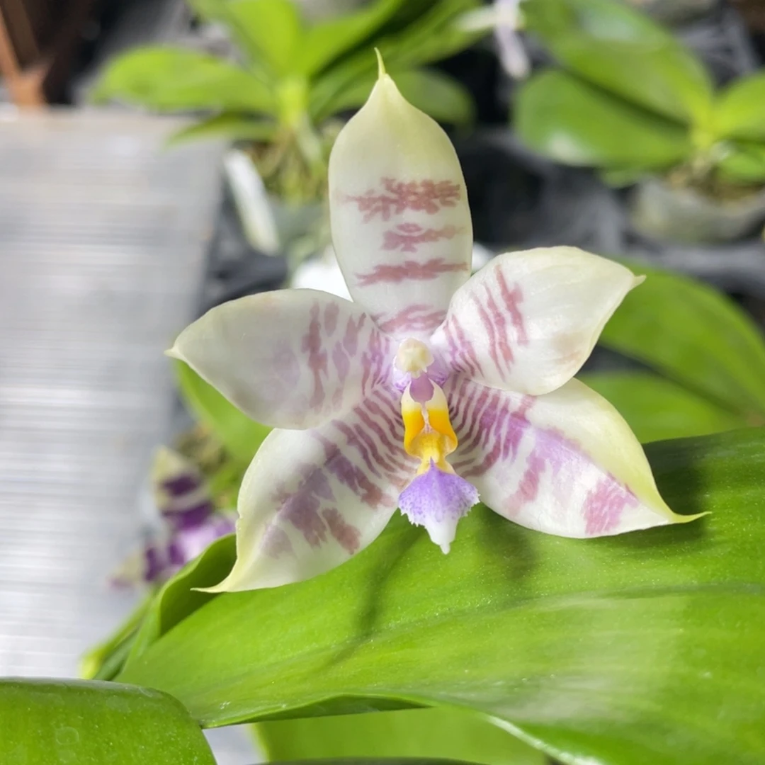 完全开放3667开花