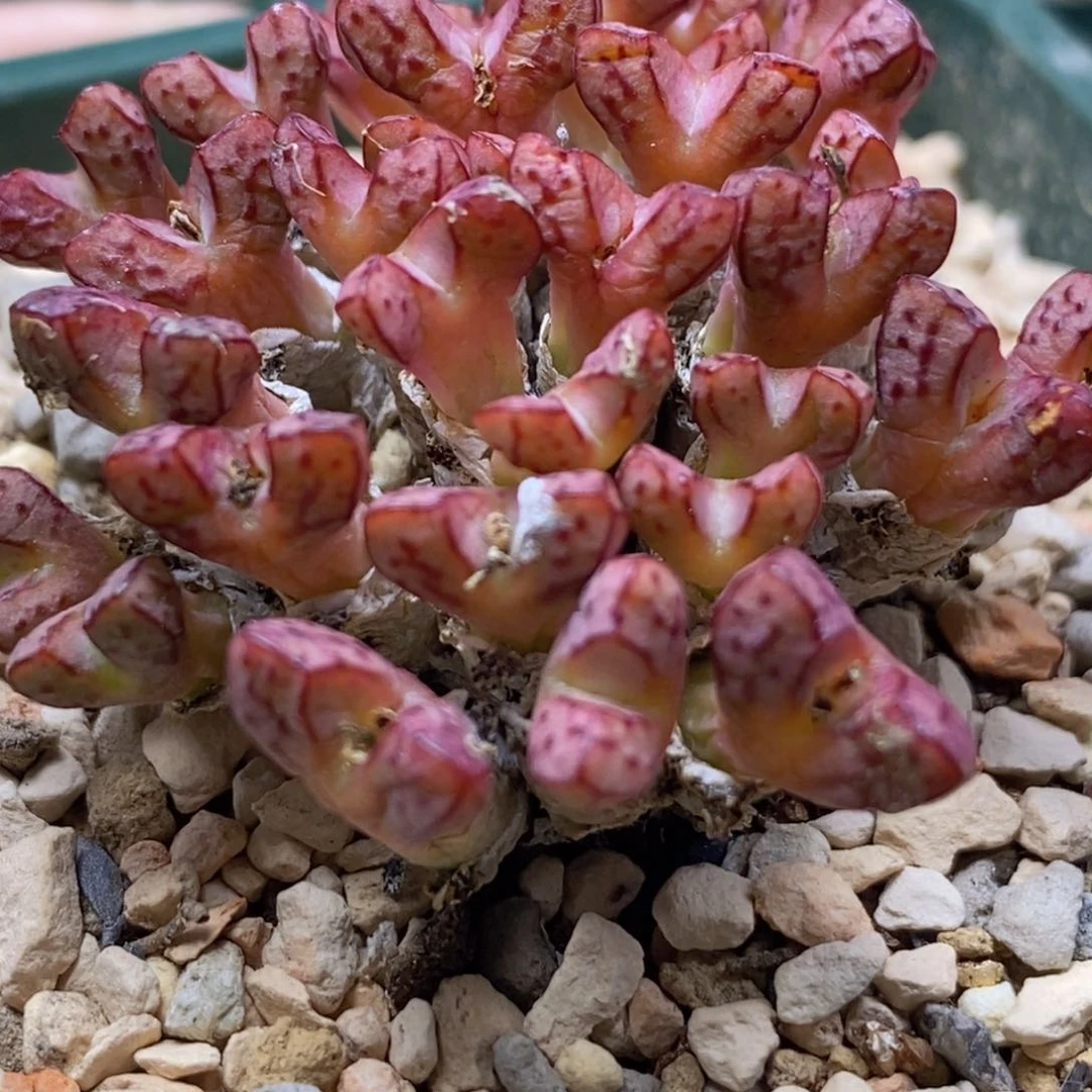 0434/海伦娜小t 群生