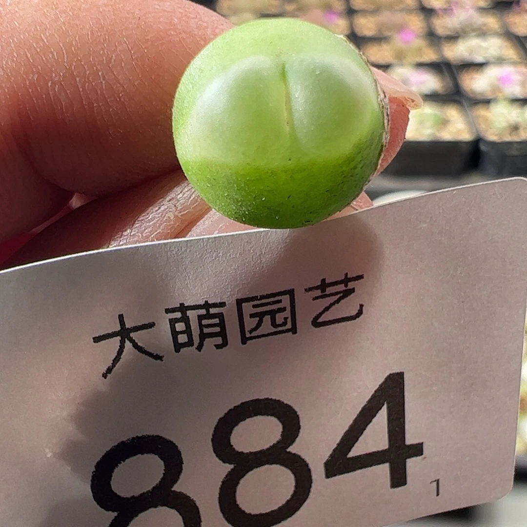 一物一拍。            884