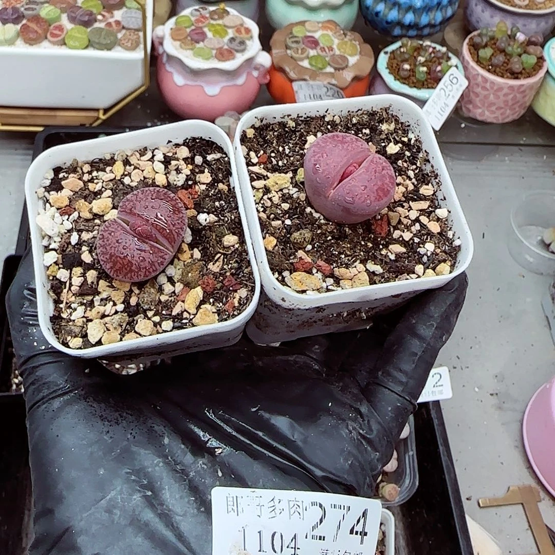 生石花满18包邮1104-274