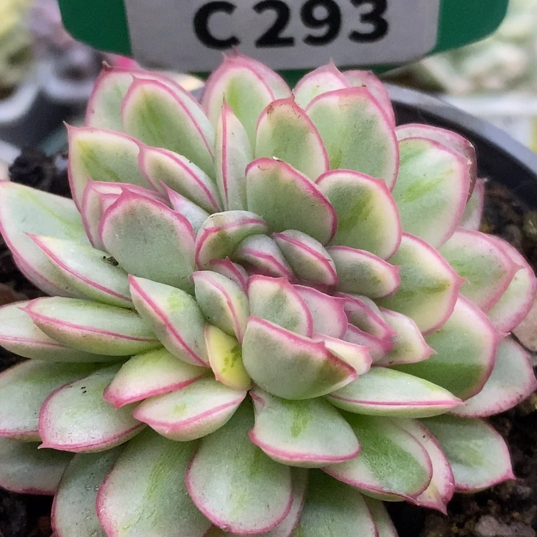 293龙头缀化哈哈哈哈哈