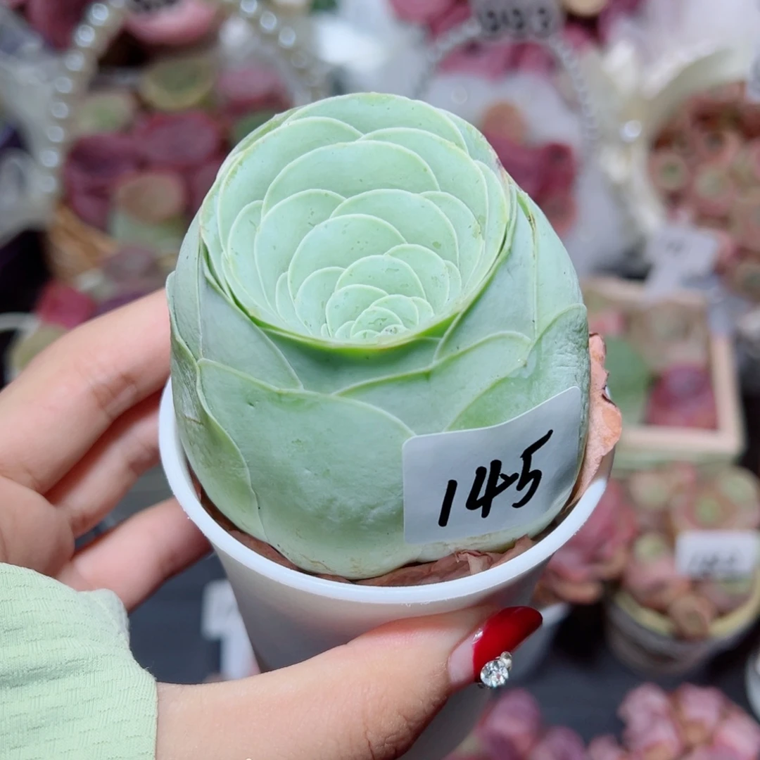 145老桩绿酒杯。