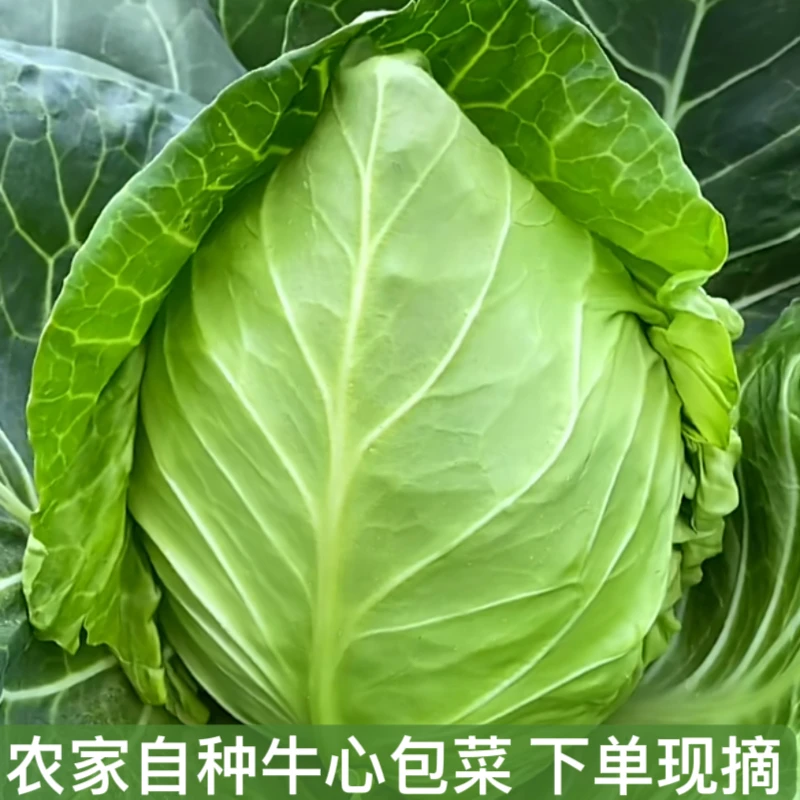 牛心甘蓝包菜+白花菜拼盘