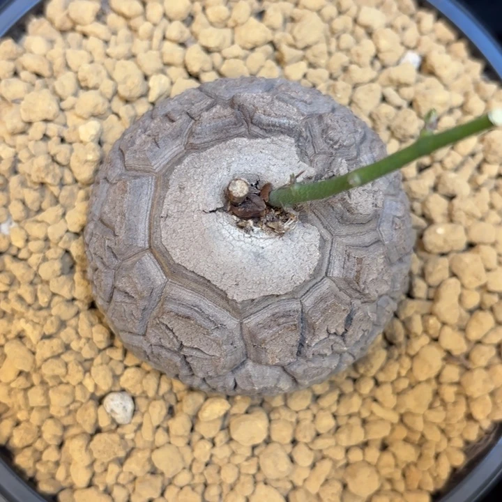 275号龟甲龙带盆包邮尺寸6