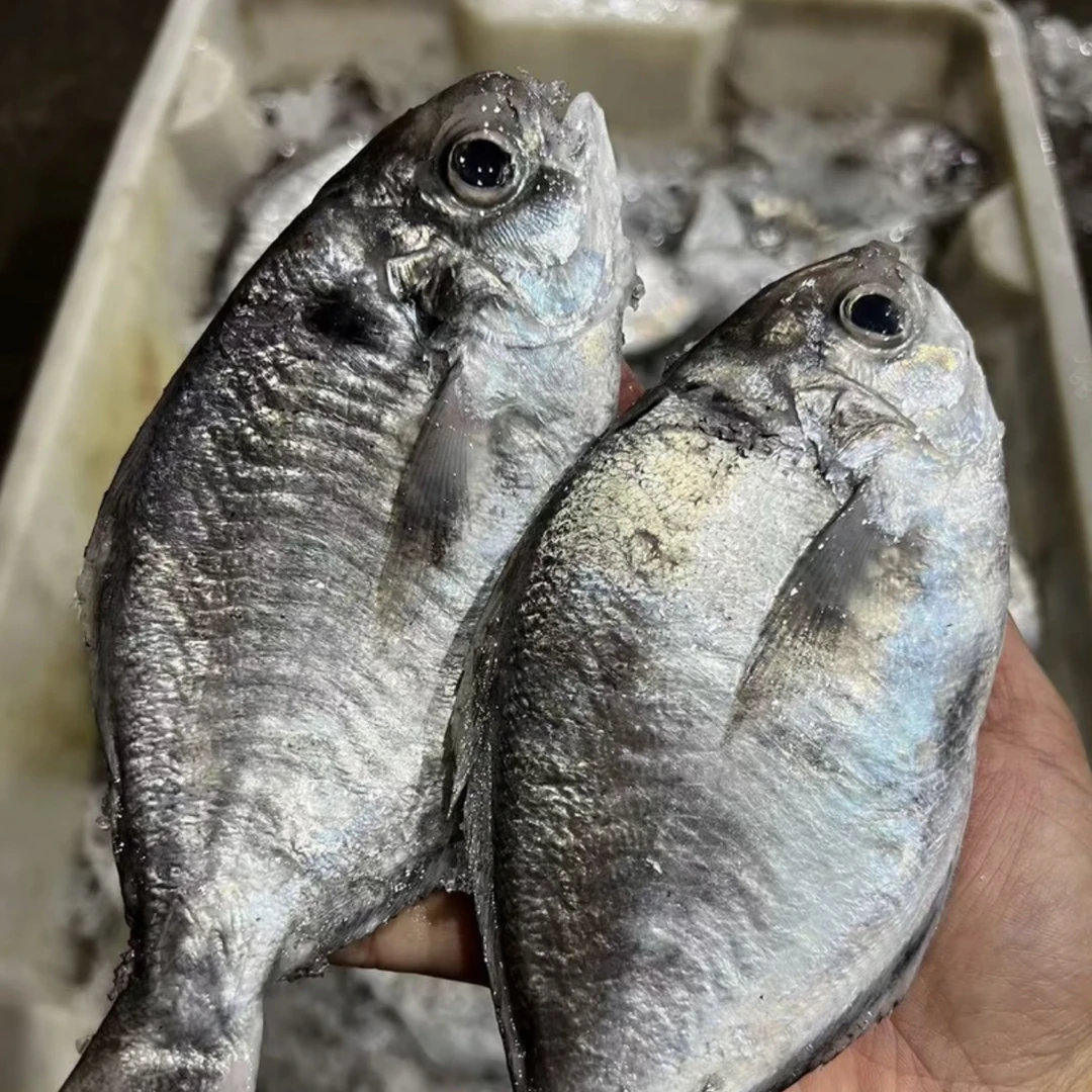 【找一品】汕尾港野生 小眼正南鲳鱼 肉鲳鱼