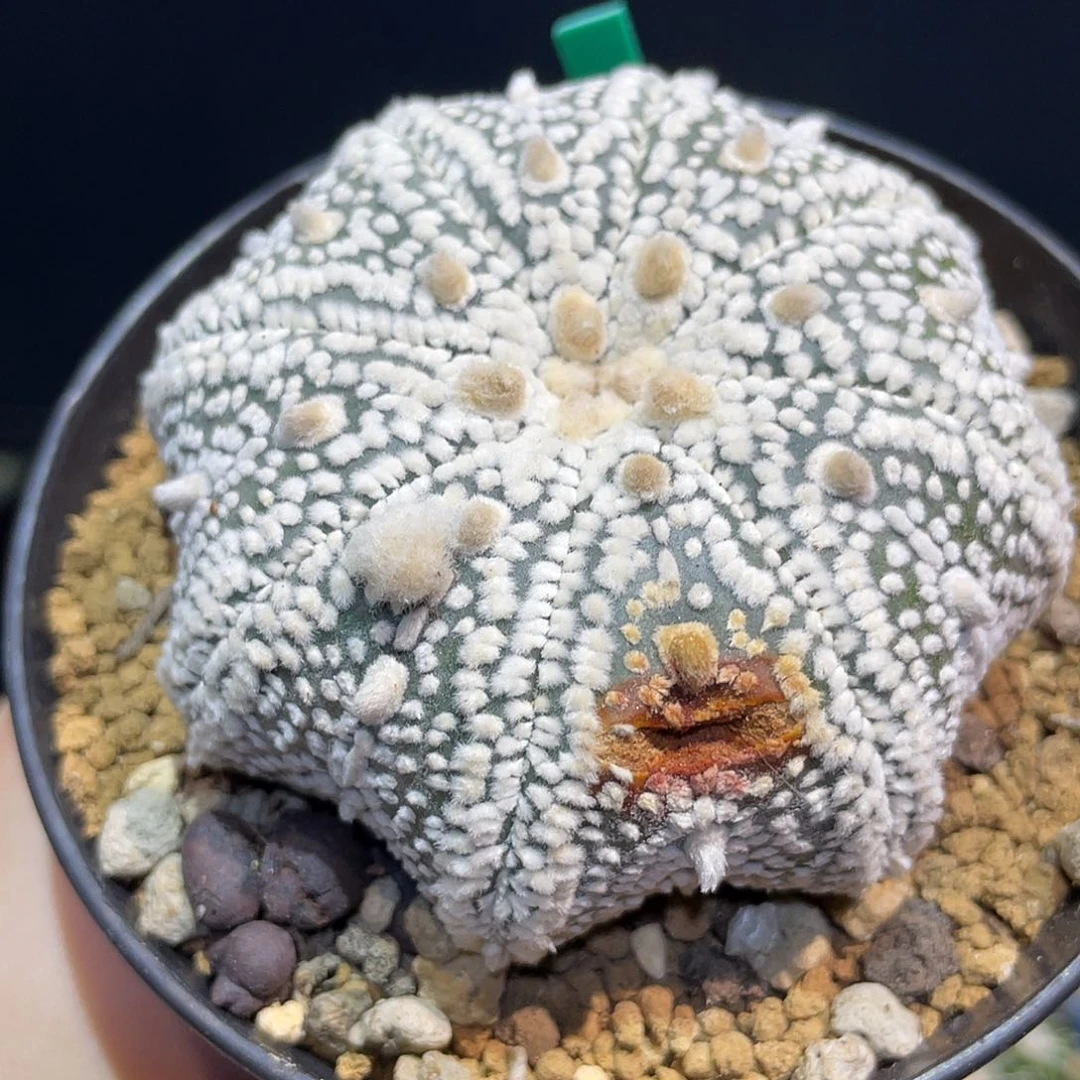 29号实生海星奇迹兜战损