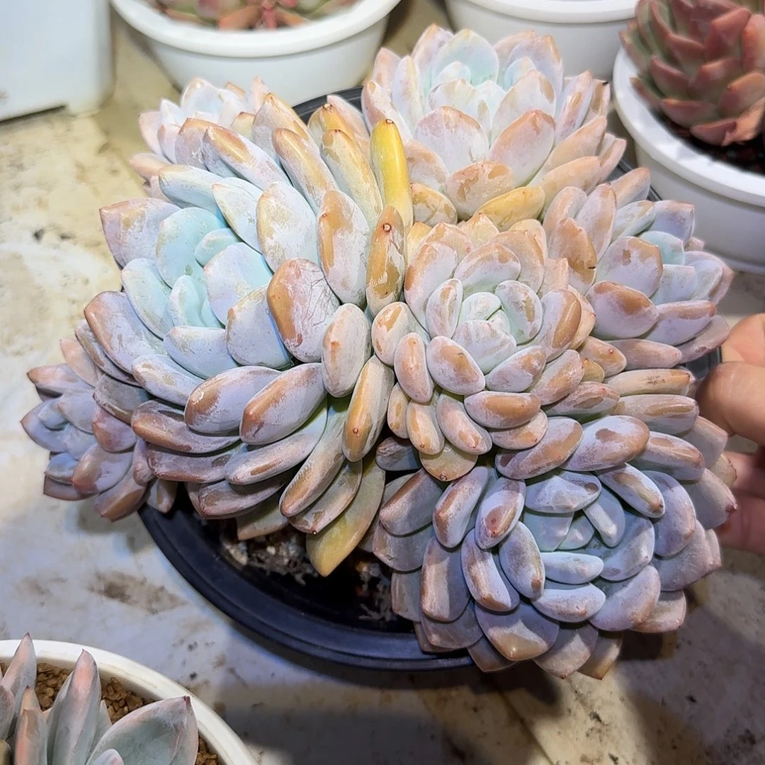 奥橙整无砍老桩群生