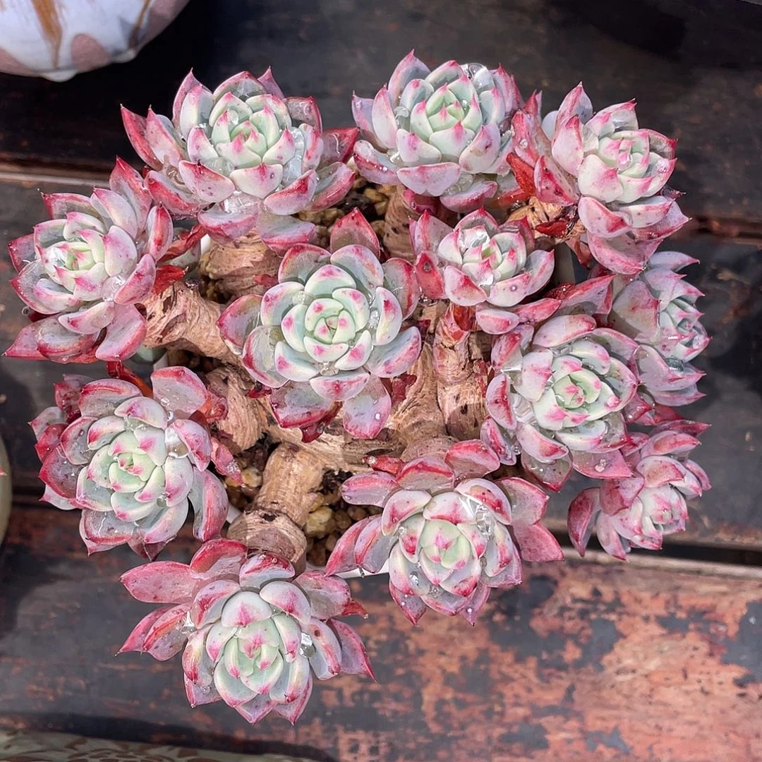 多肉植物一物一拍