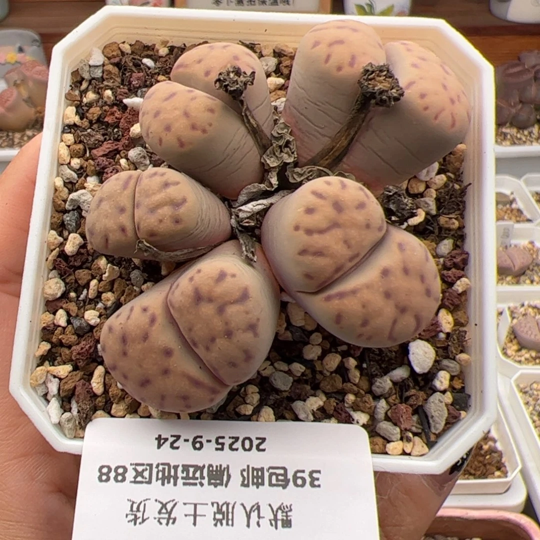 085号 神迪多肉植物