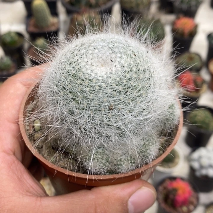 雪原玉翁特价福利