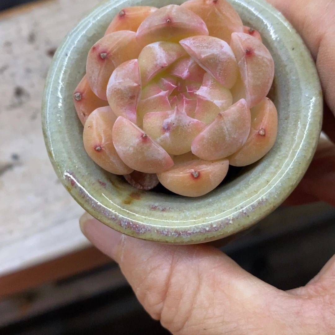 精品多肉一物一拍不包整175